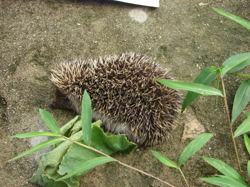 捡到一只刺猬(余世磊)