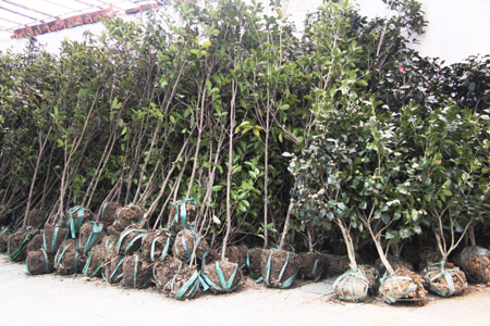 新春苗木交易火-苗木-中安在线-宁国新闻网