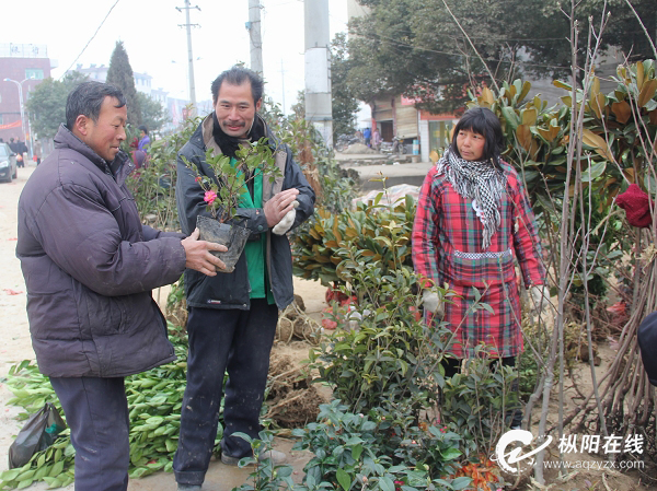 枞阳:农民购买苗木绿化家园