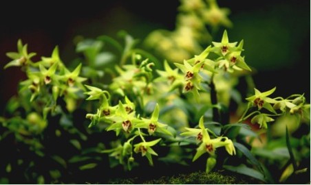 贵州金茂生物科技有限公司全力解决农户中药种