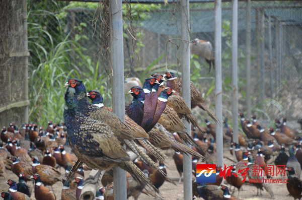 珠江边飞出“金凤凰”