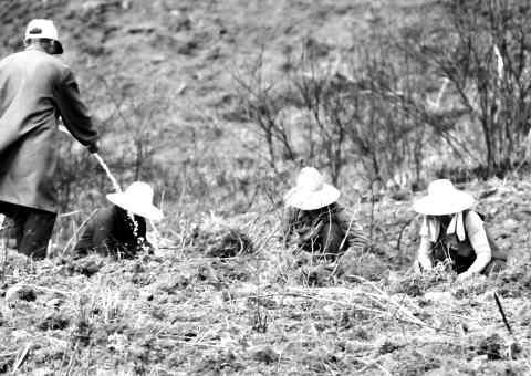 安庆日报:怀宁县黄墩镇打造蓝莓产业化基地 - 