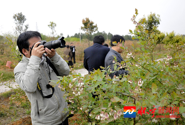 蓝莓花开迎游客 - 怀宁新闻网