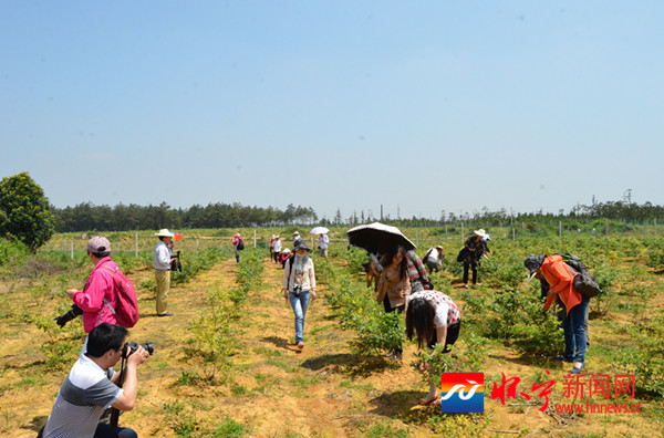 黄墩镇第二届蓝莓产业发展推介会举行 - 怀宁新