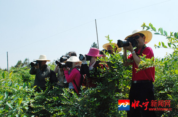 蓝莓基地成摄影乐园 - 怀宁新闻网