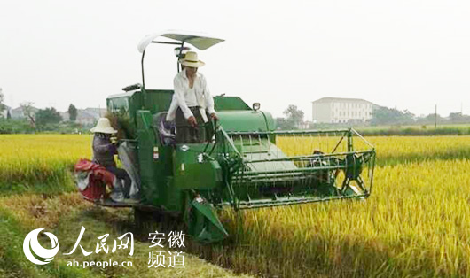 奇瑞重工推出PL20水稻机 成为小地块水田里“收割利器”