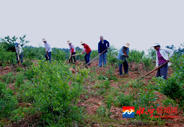 黄墩:打造安徽蓝莓第一镇 - 怀宁新闻网