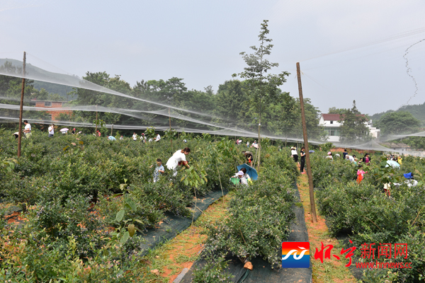 怀宁举办蓝莓文化节 - 怀宁新闻网