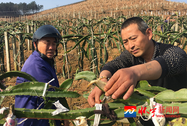 农民建成火龙果基地 - 怀宁新闻网