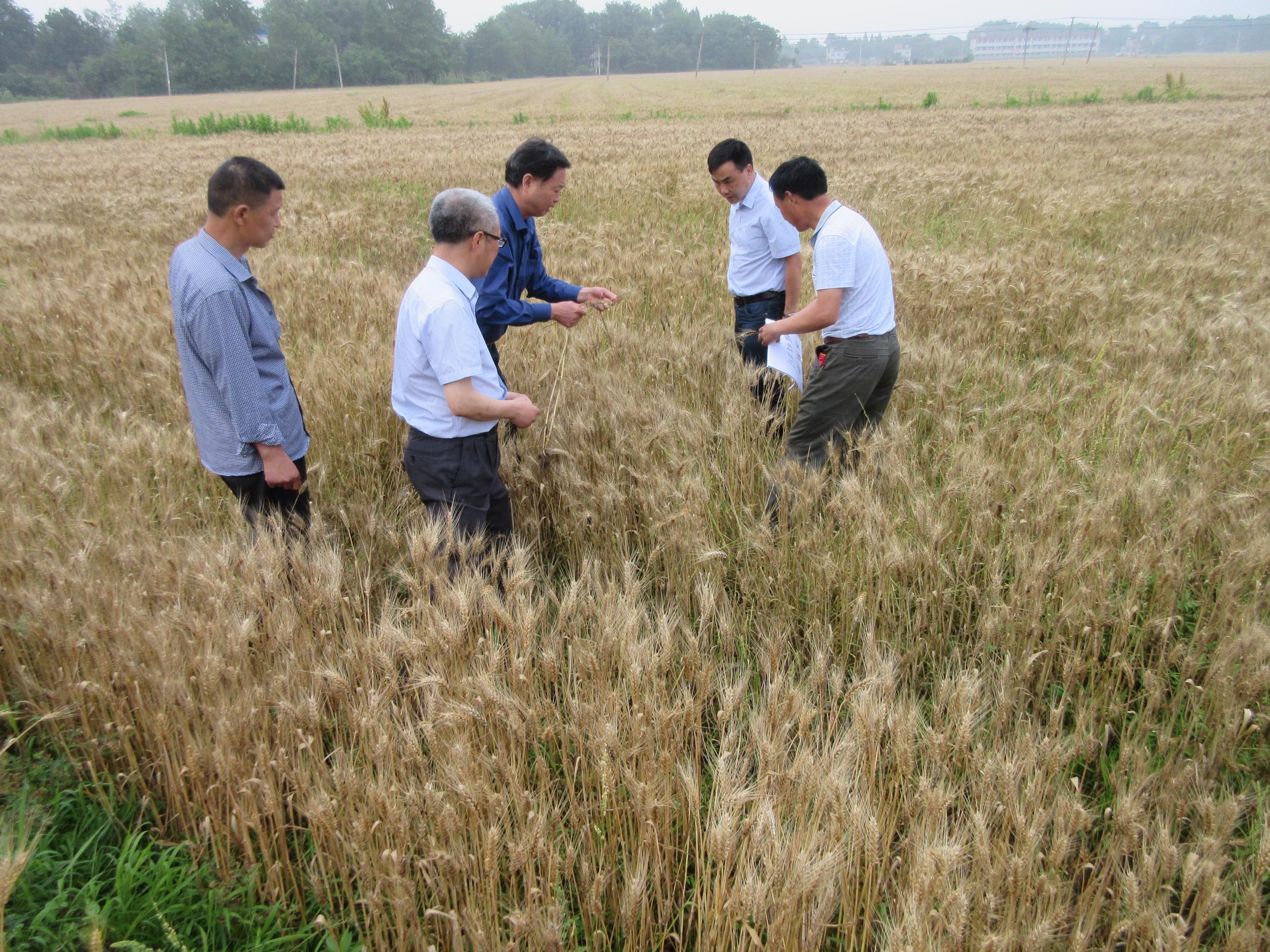 新渡镇政策性农业保险一线查勘核灾
