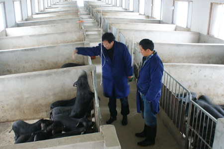 科学养殖 皖南乡猪前景看好--中安在线-宁国新