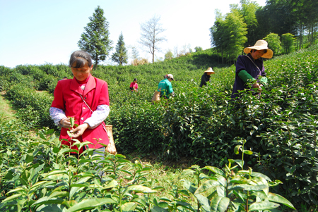 收入证明_茶农的收入有多少